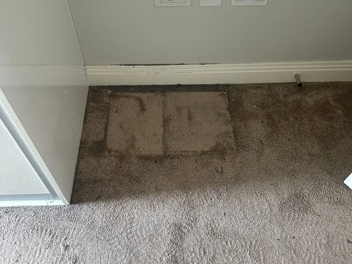 Carpet clean before