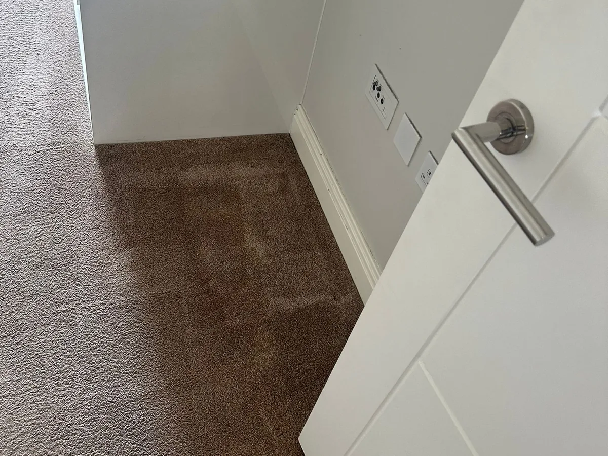 The same carpet freshly deep-cleaned, restored to its true colour